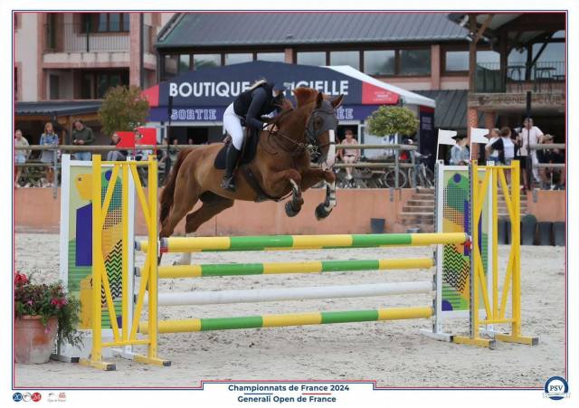 Magnifique trotteur francais gentil etbien dans sa tete