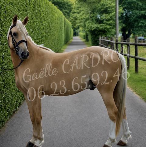 ✨ à vendre – poney welsh d palomino – 4 ans ✨