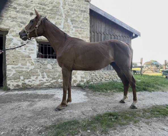 Jument pur sang 4 ans 