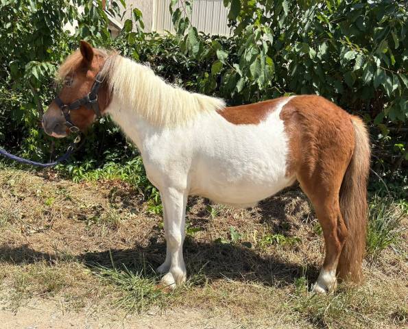 Poney shetland pp