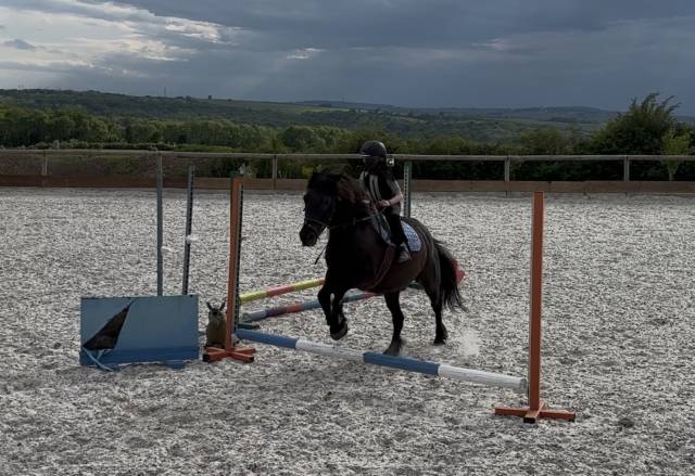Magnifique pottock 12 ans