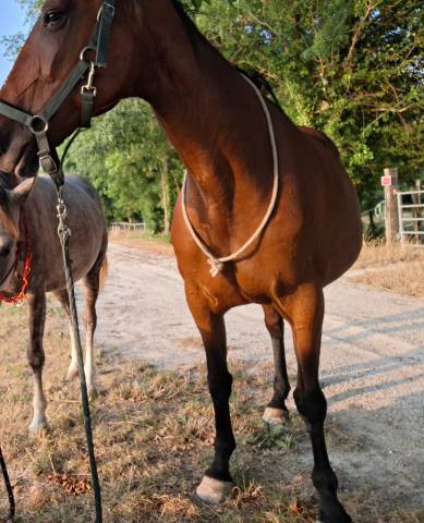 Jument trotteuse de 2009