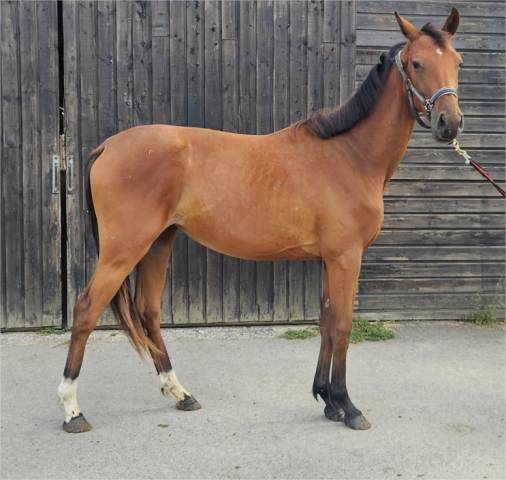 Superbe pouliche 2 ans (* kasall des forêts)