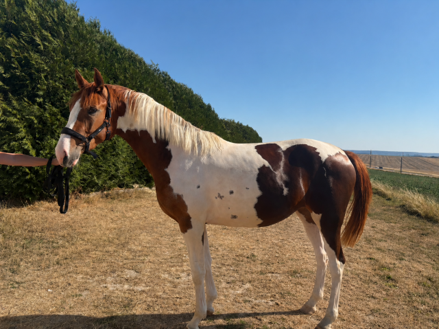 A vendre pouliche 2 ans