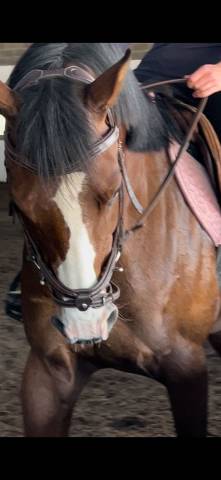 Cheval généreux de 6 ans