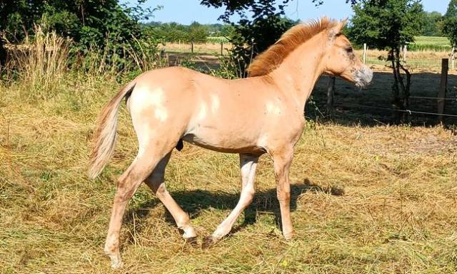 Poulain arabo-konik, alezan dun