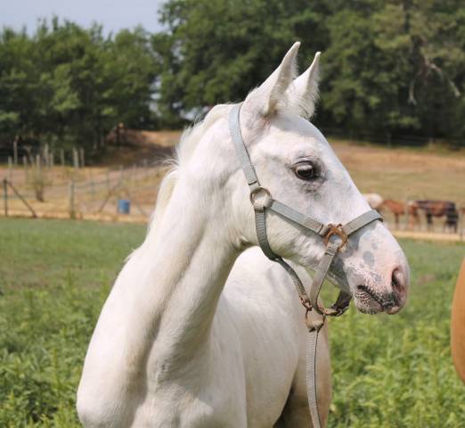 Poulain kwpn palomino léopard