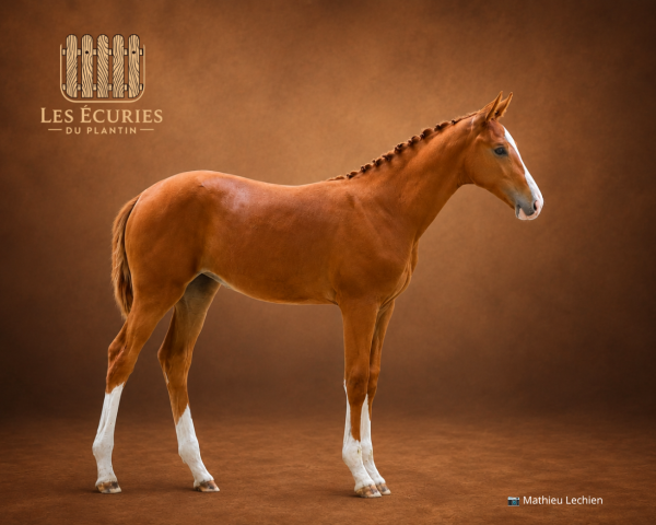 Pouliche sf souche 10/10 (semilly x riverland x d'elle)