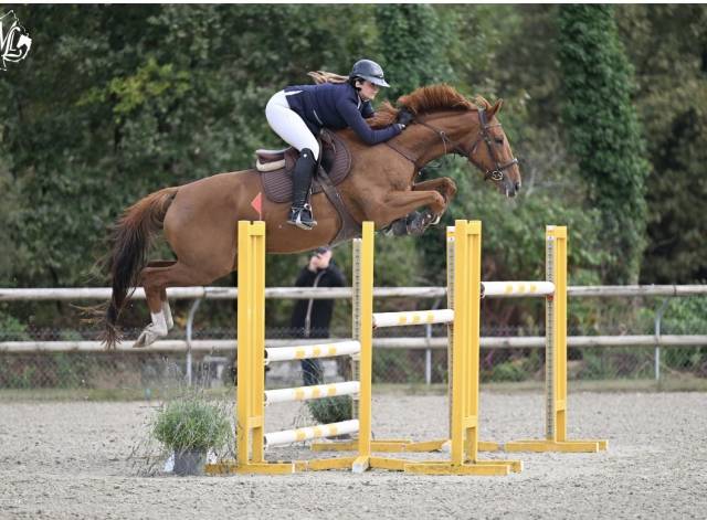 Jument 8 ans sf 130cm