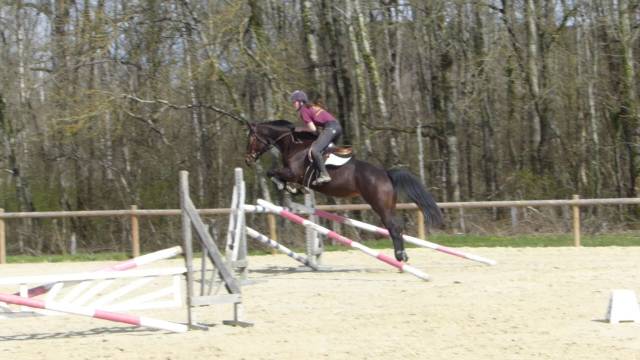 Jument sf de 16 ans pour repro ou compagnie