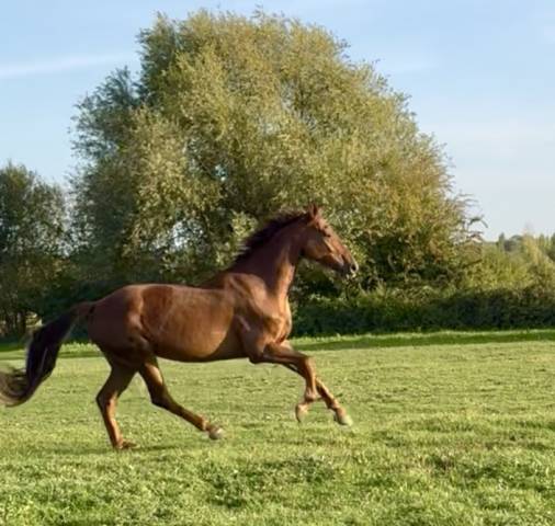 écurie dressage 