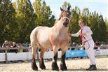 Jument ardennaise 6 ans 