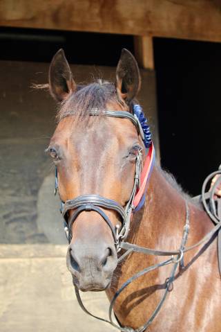 Poney maître d’école 