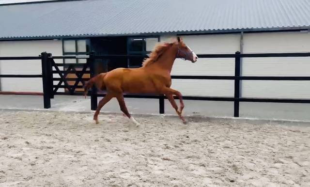 U2 vs | kwpn | étalon entier | dressage & obstacle