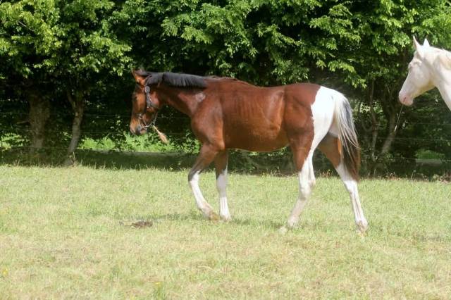 Poulain origines sf x z pie homozygote 