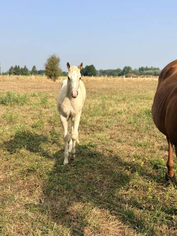     poulain crème/palomino – réservation ouverte