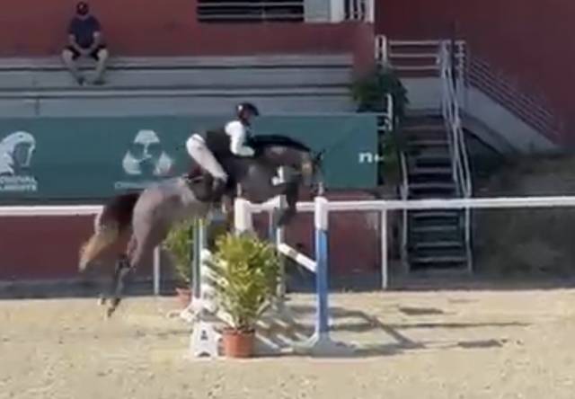 Hongre 4 ans cso
