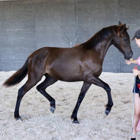 Pantera du corval jolie pouliche pre pp noire de 2025