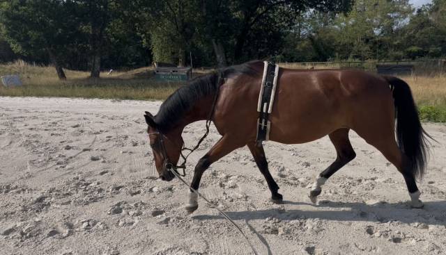 Jimmy sun – trotteur français – 7 ans