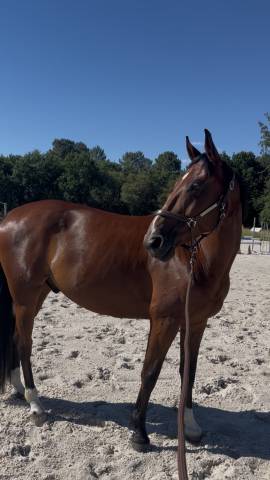 Jimmy sun – trotteur français – 7 ans
