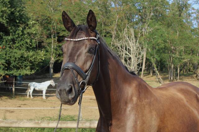 Excellente jument dressage/cce/cso