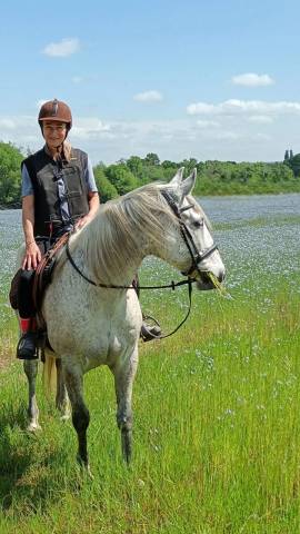 Hongre lusitanien gris 15 ans - loisir