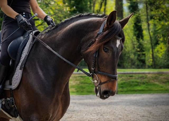 Très beau hongre 7 ans dressage - 1,72m - noir/bai brun