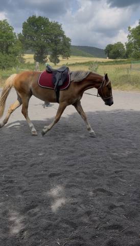 Pouliche new-forest de croisement 2 ans