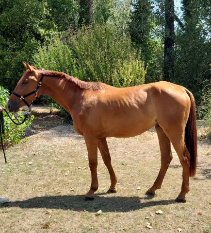 Superbe hongre 