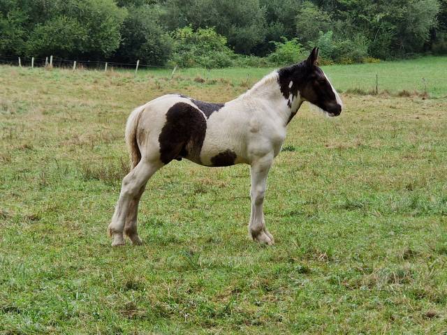 Poulain trait pie noir 