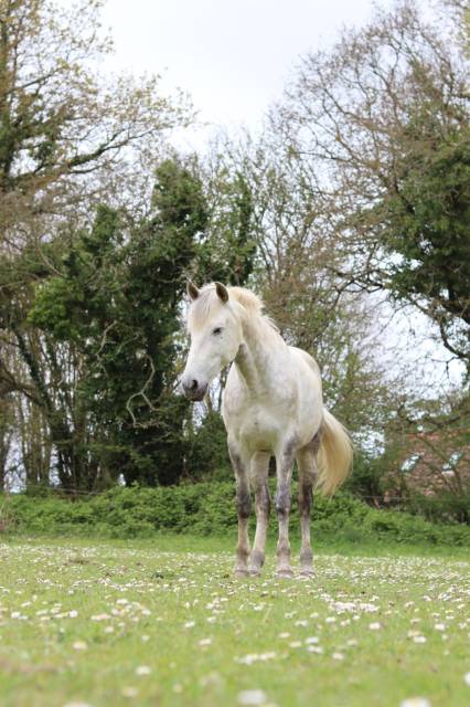 Cheval pre pp