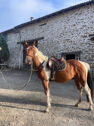 Hongre pie bai 3 ans selle français