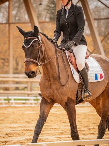 Hongre 5 ans zangershine