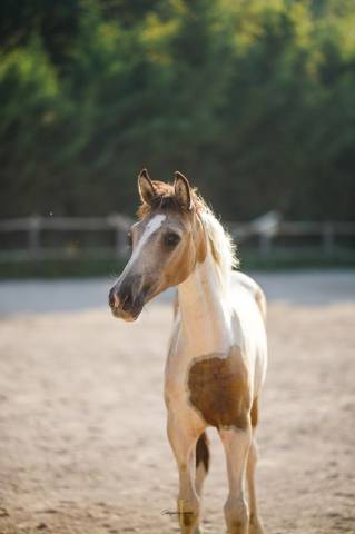 Pouliche pie isabelle 