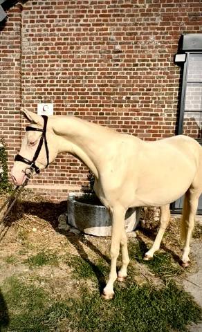Magnifique étalon cremello de 3 ans