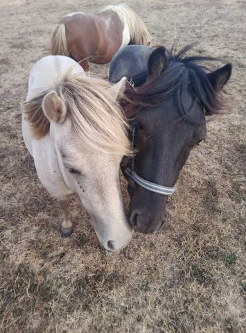 Shetlands