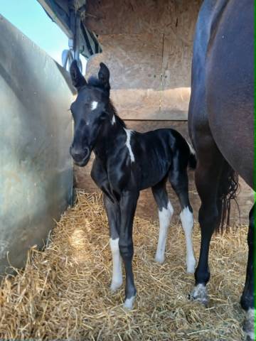 Foal pie pp sport et jument sf noire 4 ans