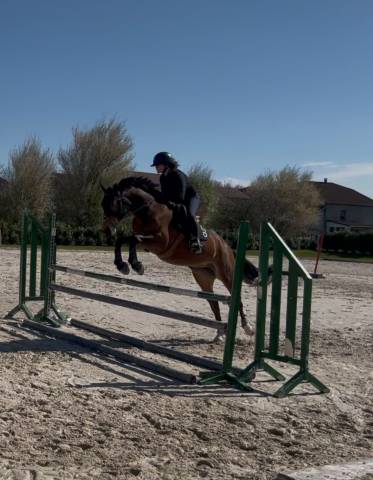 Jument pfs 6ans 155cm