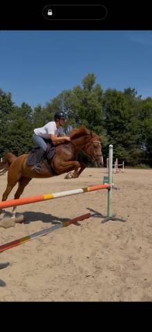 Magnifique cheval à vendre 