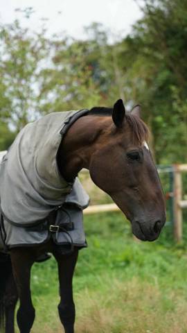 Cheval de loisirs 