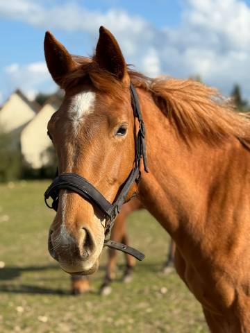 Cheval 