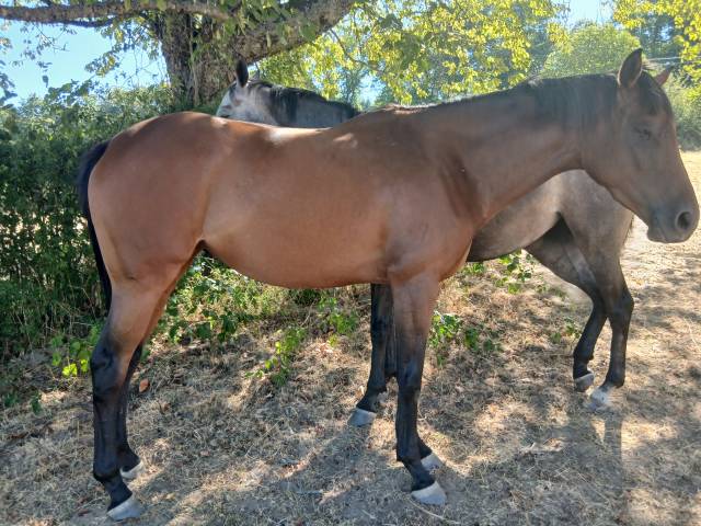 Vends 2 juments ps débourrées, 3ans 1m64