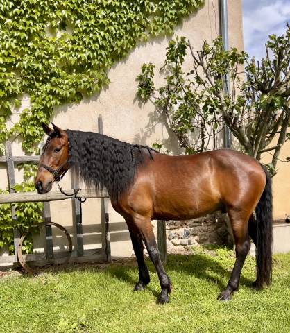 Cheval hongre lusitanien
