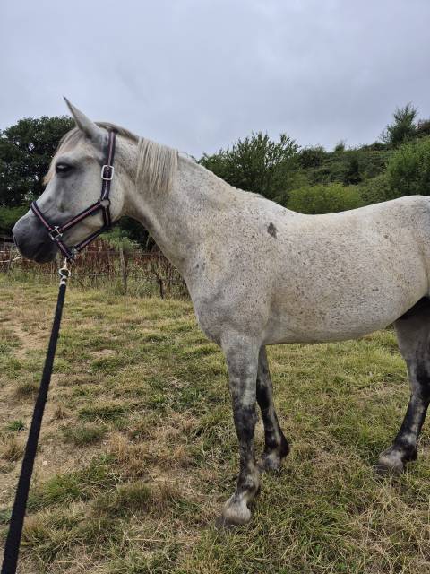 Poney connemara pp