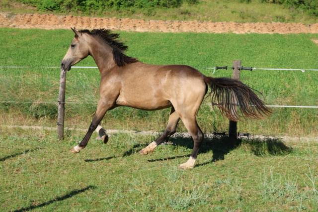 Jument - pfs - 2 ans - dressage - france