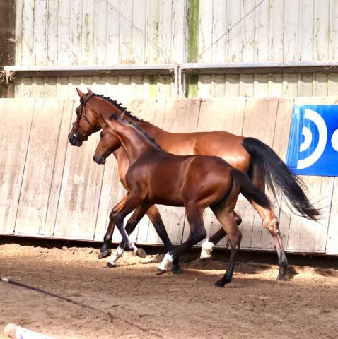 Femelle sf 2026 dexter de kerglenn x casall