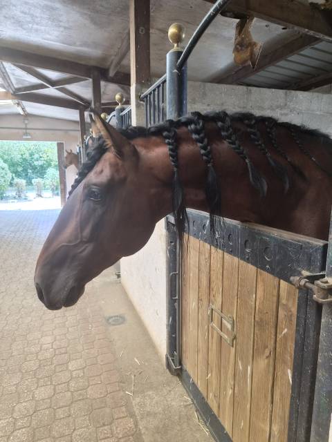 Etalon pure race espagnole