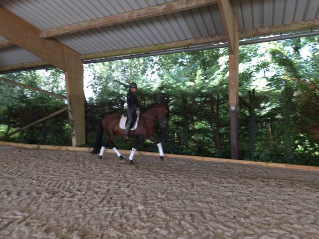 Etalon pure race espagnole