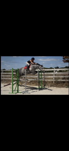 Lavande de bavalan – jument de 5 ans, 1m52