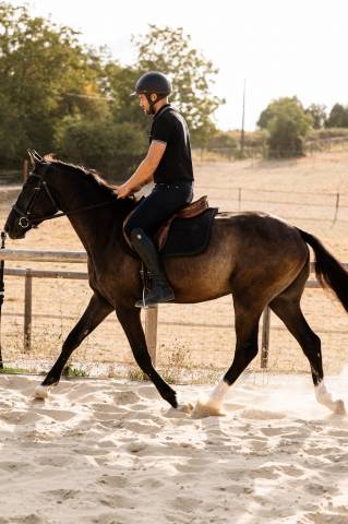 Hongre sbs de 3ans
